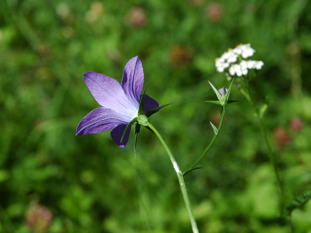 Campanula patula